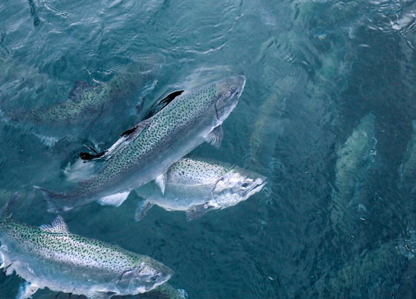 Salmones Lago Ranco